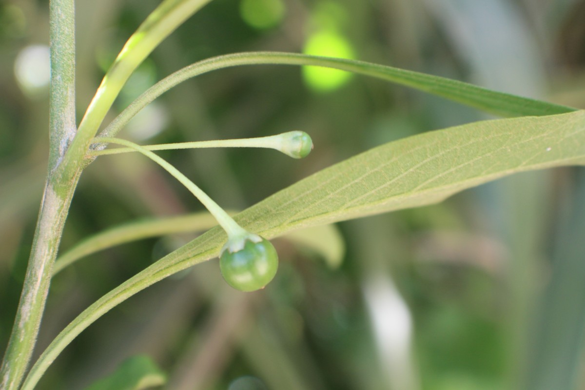 Iochroma arborescens (L.) J.M.H.Shaw